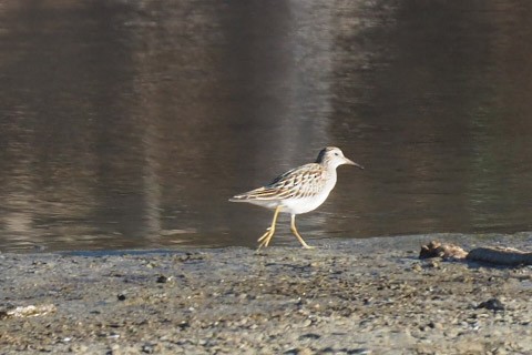 Pectoral Sandpiper - ML272470521