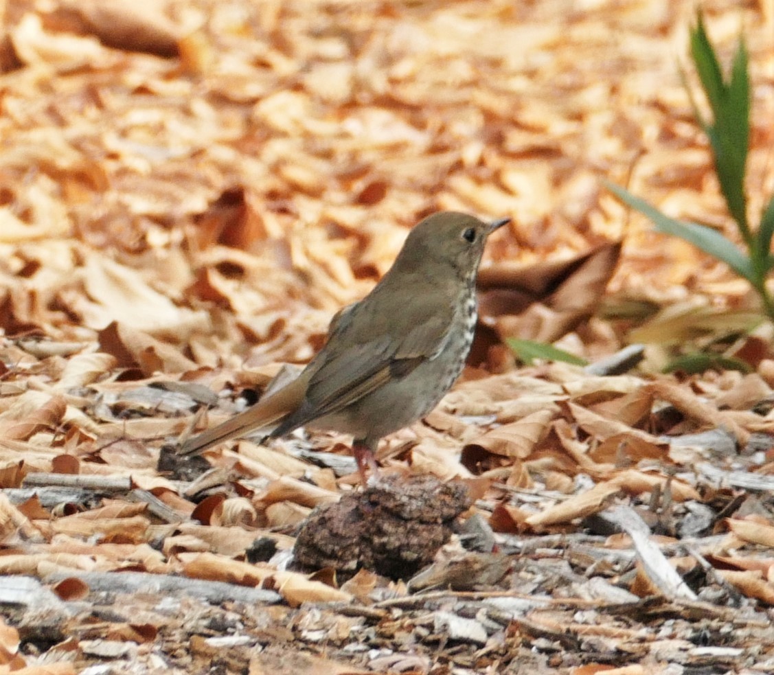 קיכלי חלוד-זנב - ML272471031