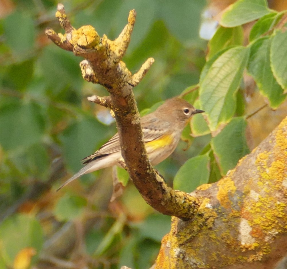 Yellow-rumped Warbler - ML272471181