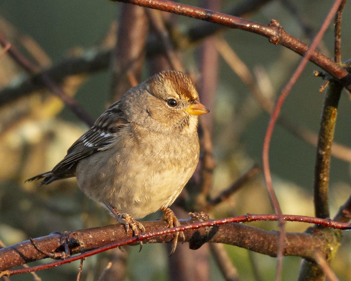 White-crowned Sparrow - Barbara Swanson