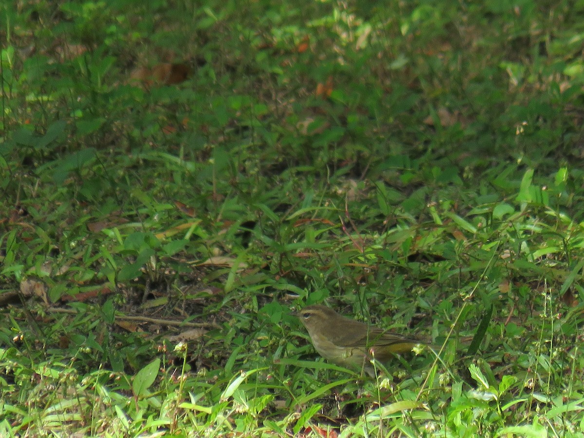 Palm Warbler - ML272472291