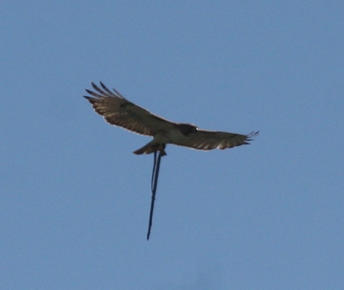 Red-tailed Hawk - ML272472401