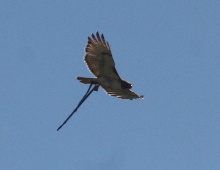 Red-tailed Hawk - ML272472421
