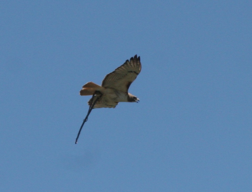 Red-tailed Hawk - ML272472431