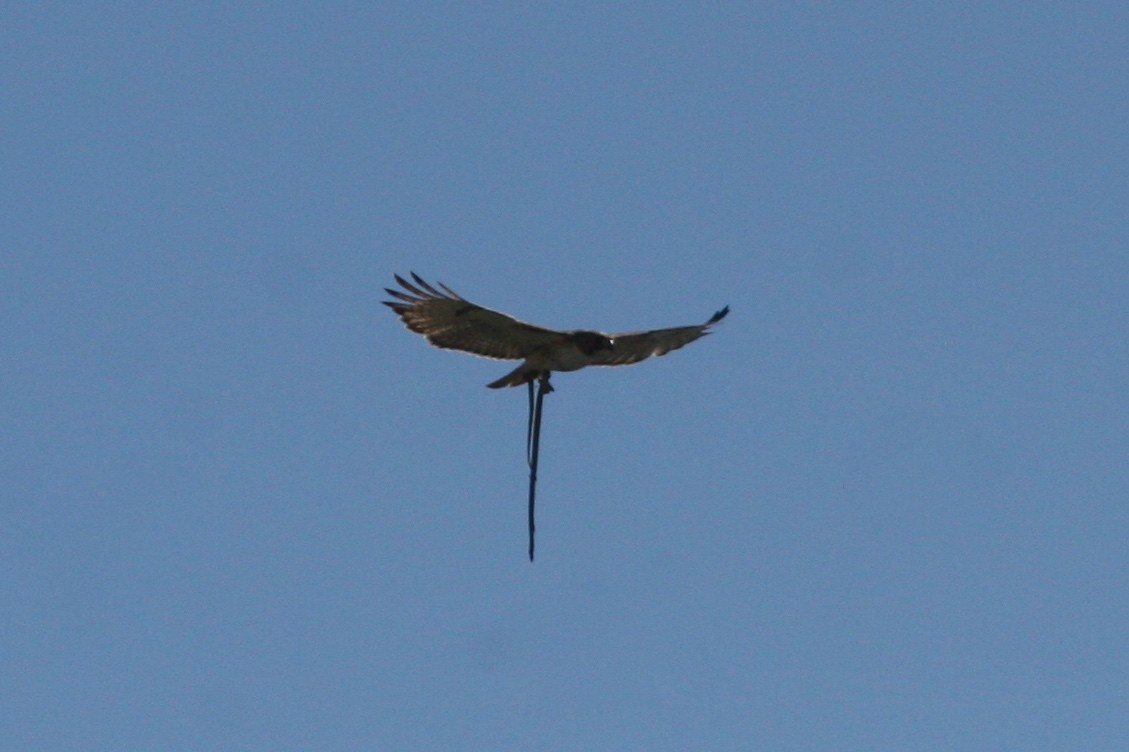 Red-tailed Hawk - ML272472441