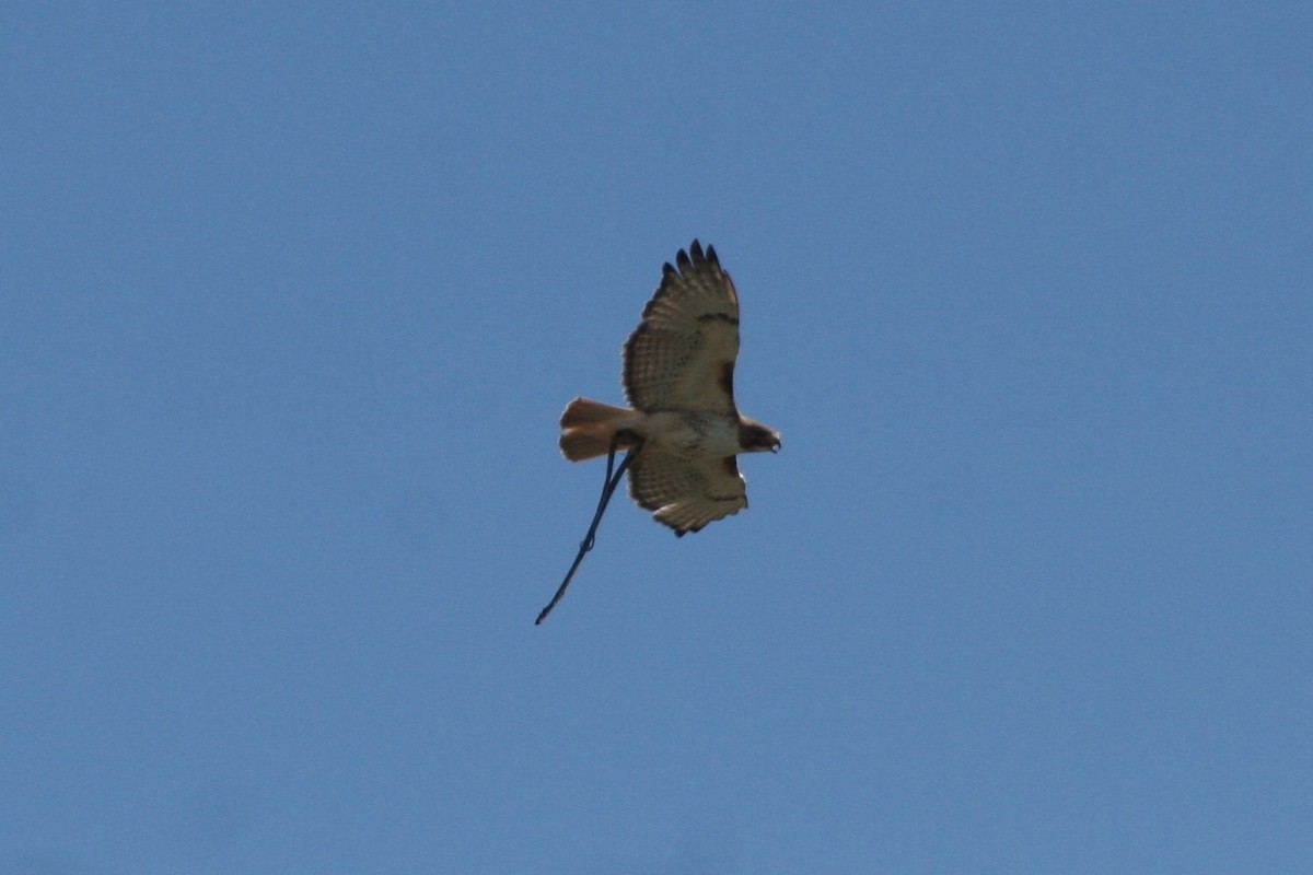 Red-tailed Hawk - ML272472451