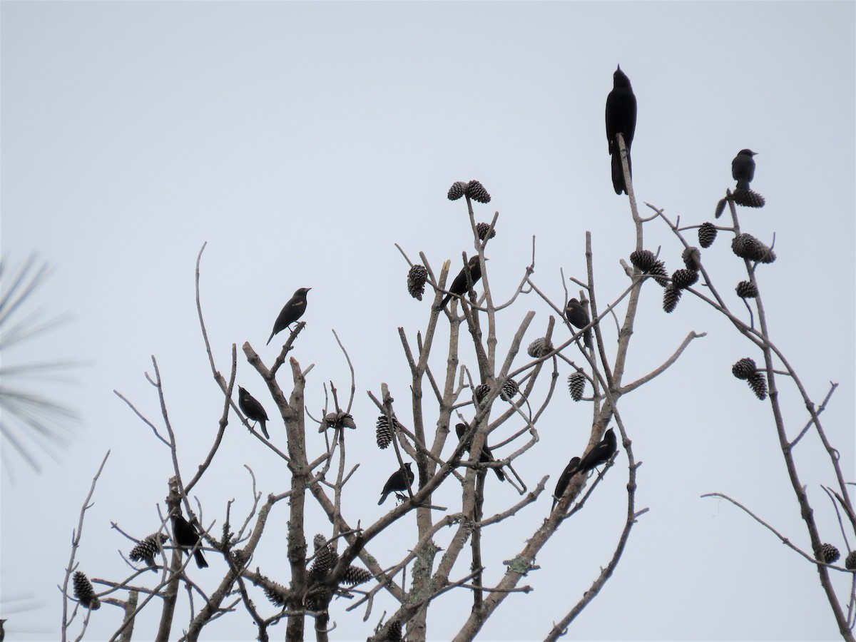 Red-winged Blackbird - ML272472801