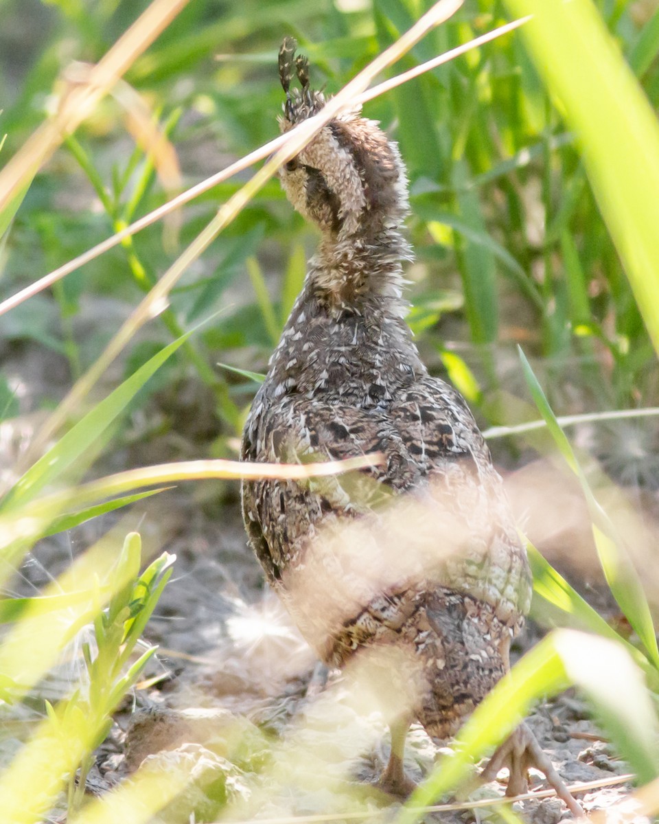 Mountain Quail - Paul Donelson