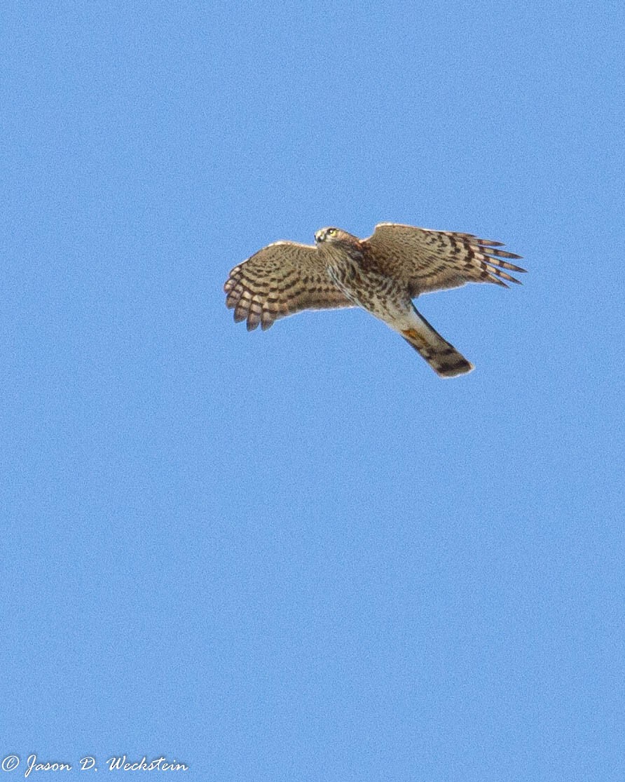 Sharp-shinned Hawk - ML272473261