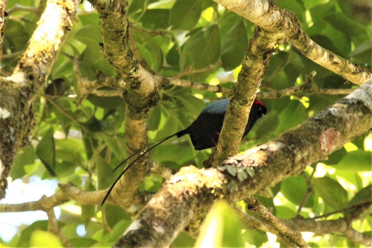 Long-tailed Manakin - ML272473291