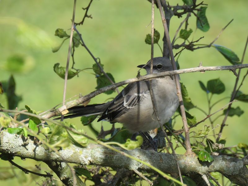 Northern Mockingbird - Tracy The Birder