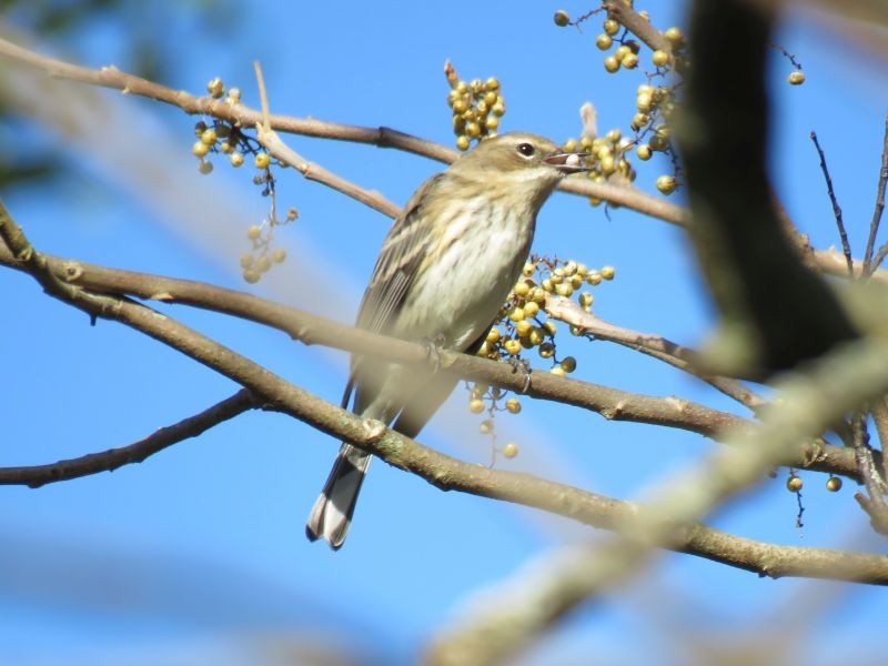 Yellow-rumped Warbler - Tracy The Birder