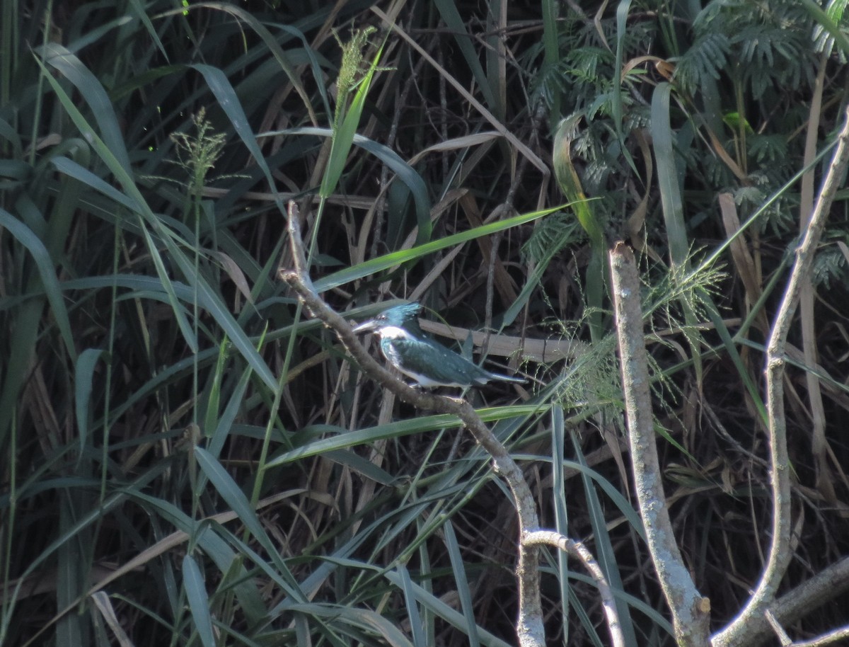 Amazon Kingfisher - ML272475271