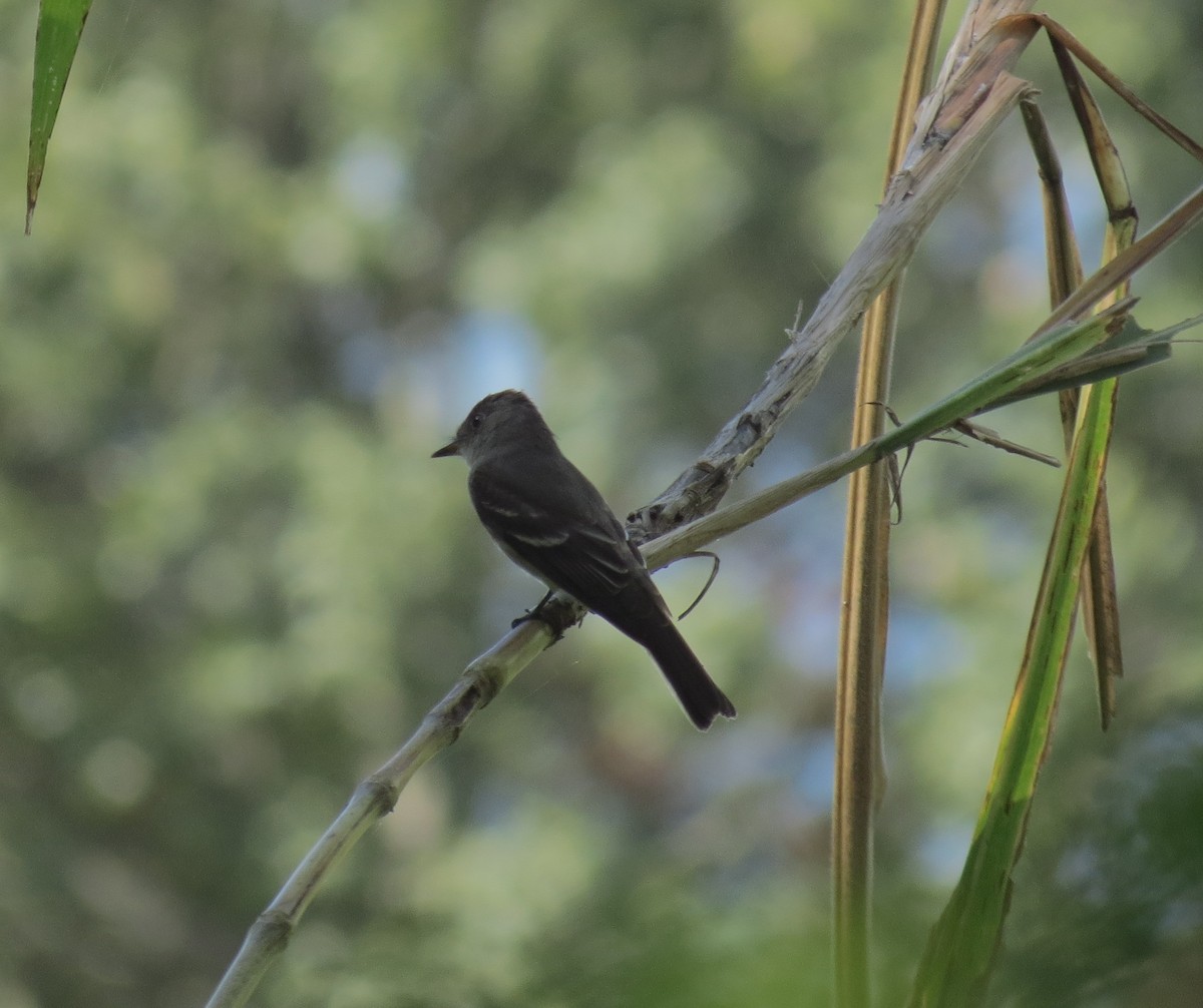 Eastern Wood-Pewee - Maryury  Gomez