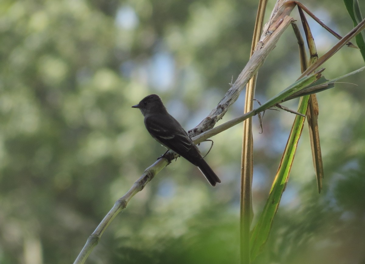 Eastern Wood-Pewee - ML272475641