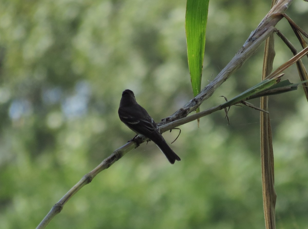 Eastern Wood-Pewee - ML272475661