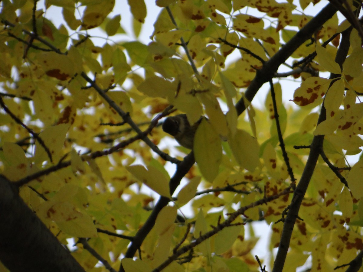 Yellow-rumped Warbler (Myrtle) - ML272476401