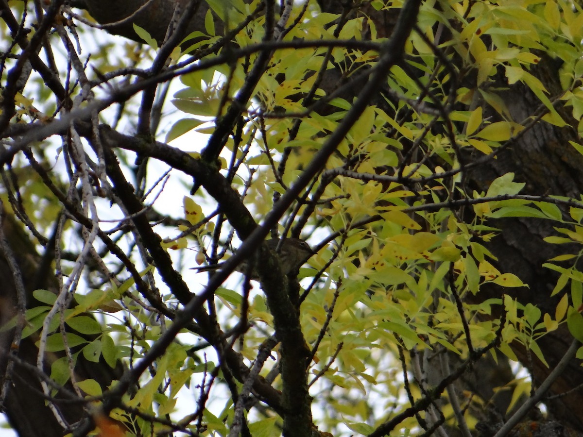 Yellow-rumped Warbler (Myrtle) - ML272476421