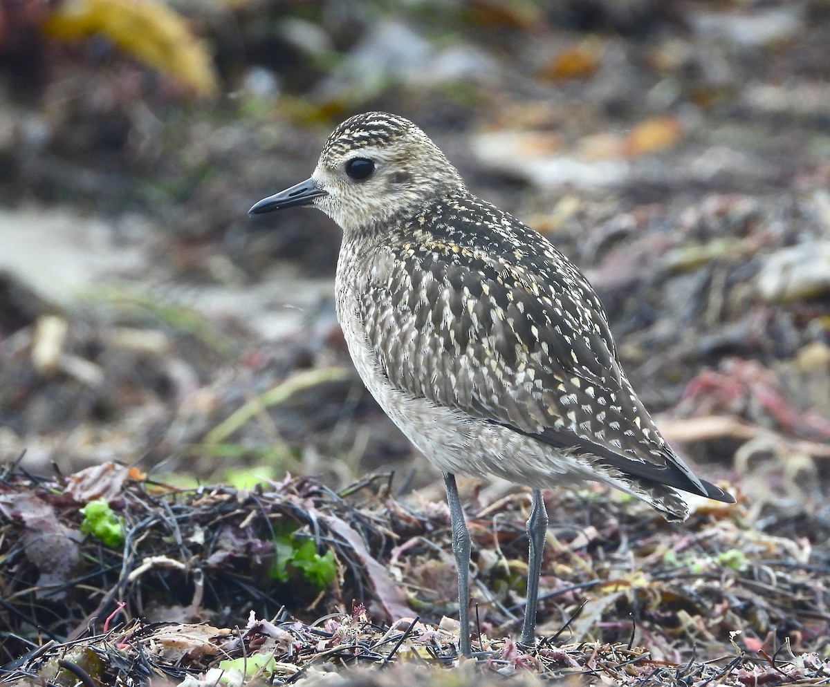 Pacific Golden-Plover - Pair of Wing-Nuts