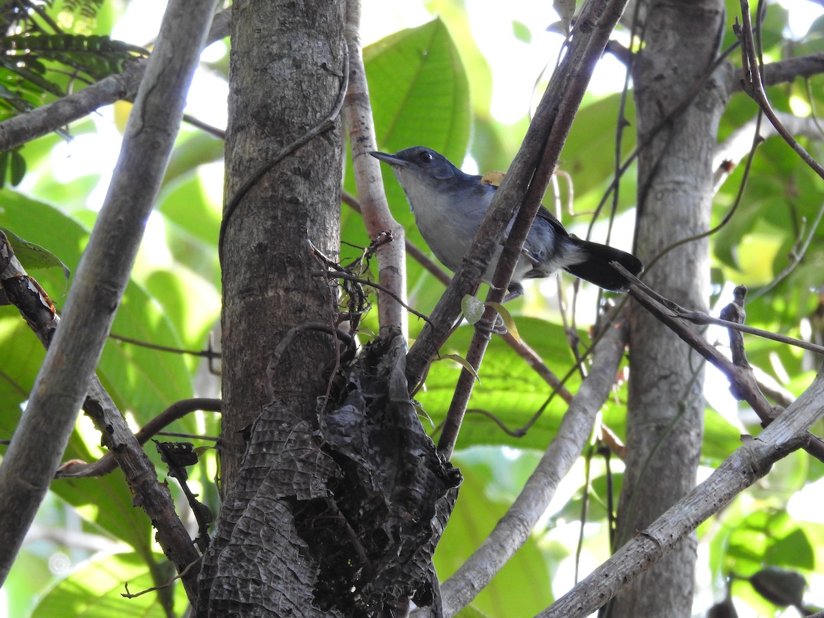 Yapacana Antbird - ML272477901