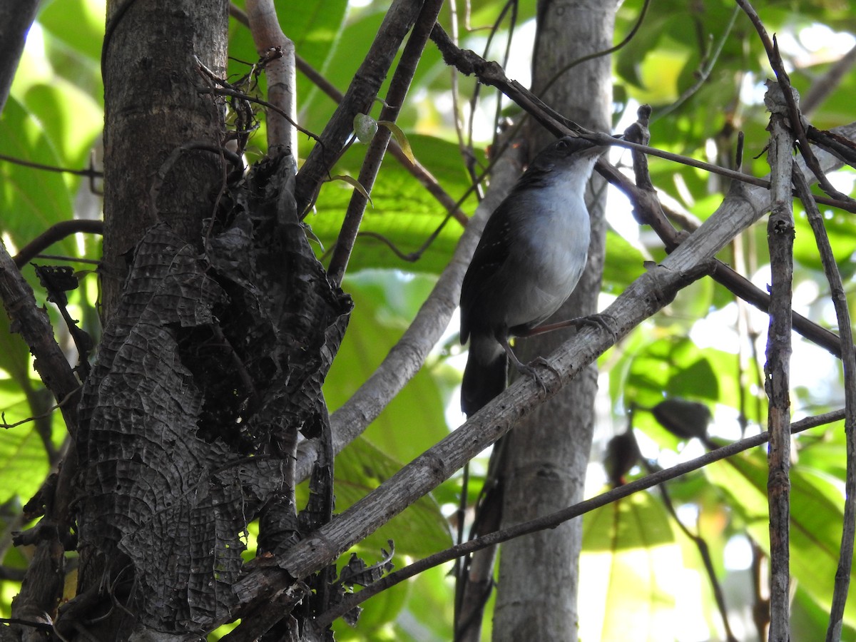 Yapacana Antbird - ML272477921