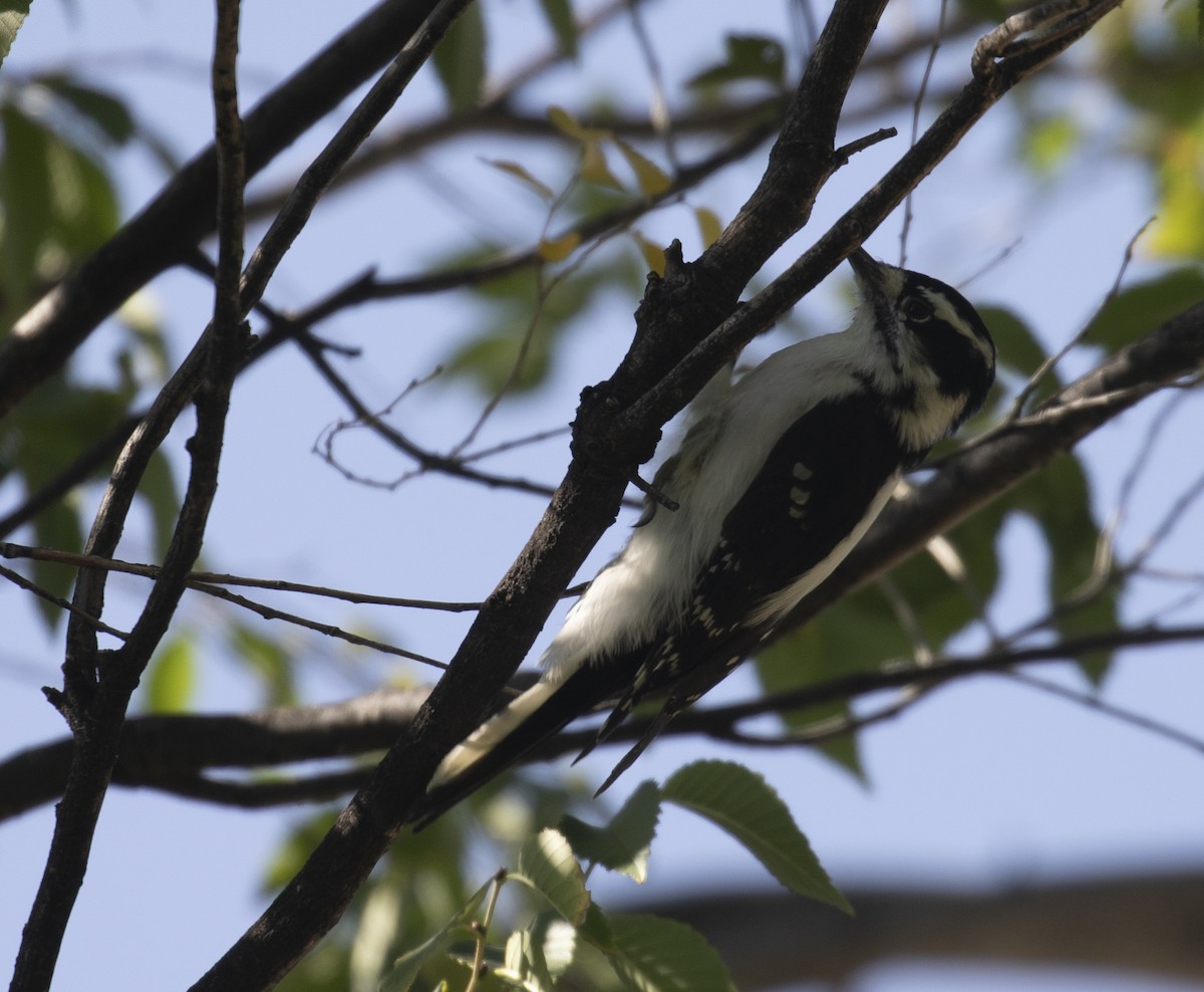 Downy Woodpecker (Rocky Mts.) - ML272478191
