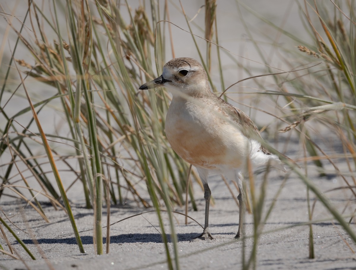 Red-breasted Dotterel - ML272479041