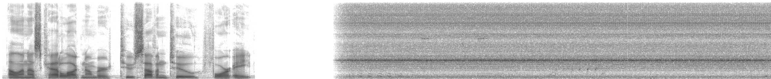 Mealy Amazon (Northern) - ML27248