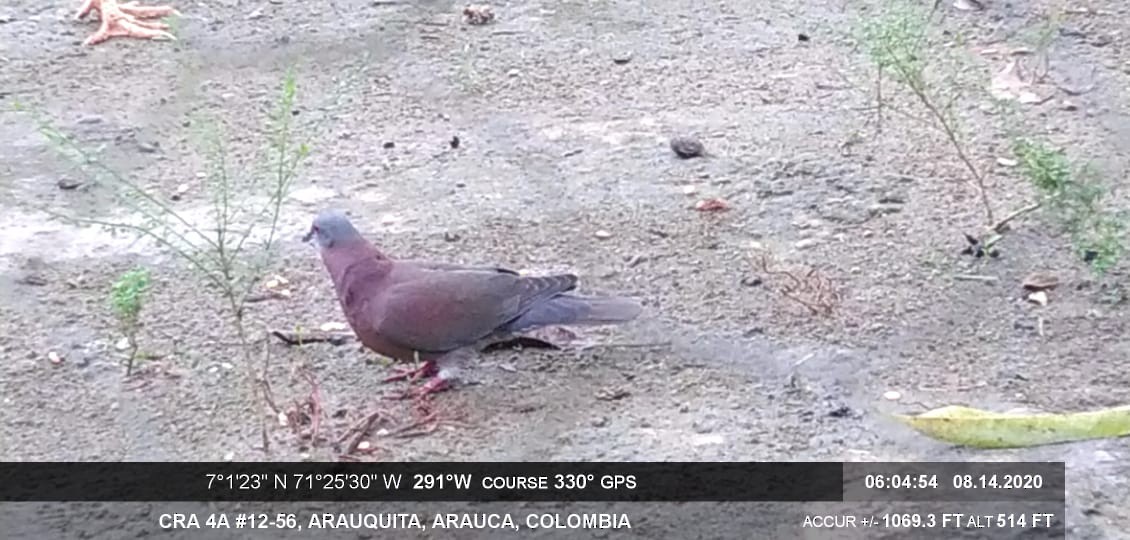 Pigeon rousset - ML272480731