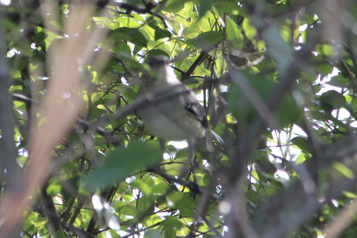 Northern Mockingbird - Susan Wood