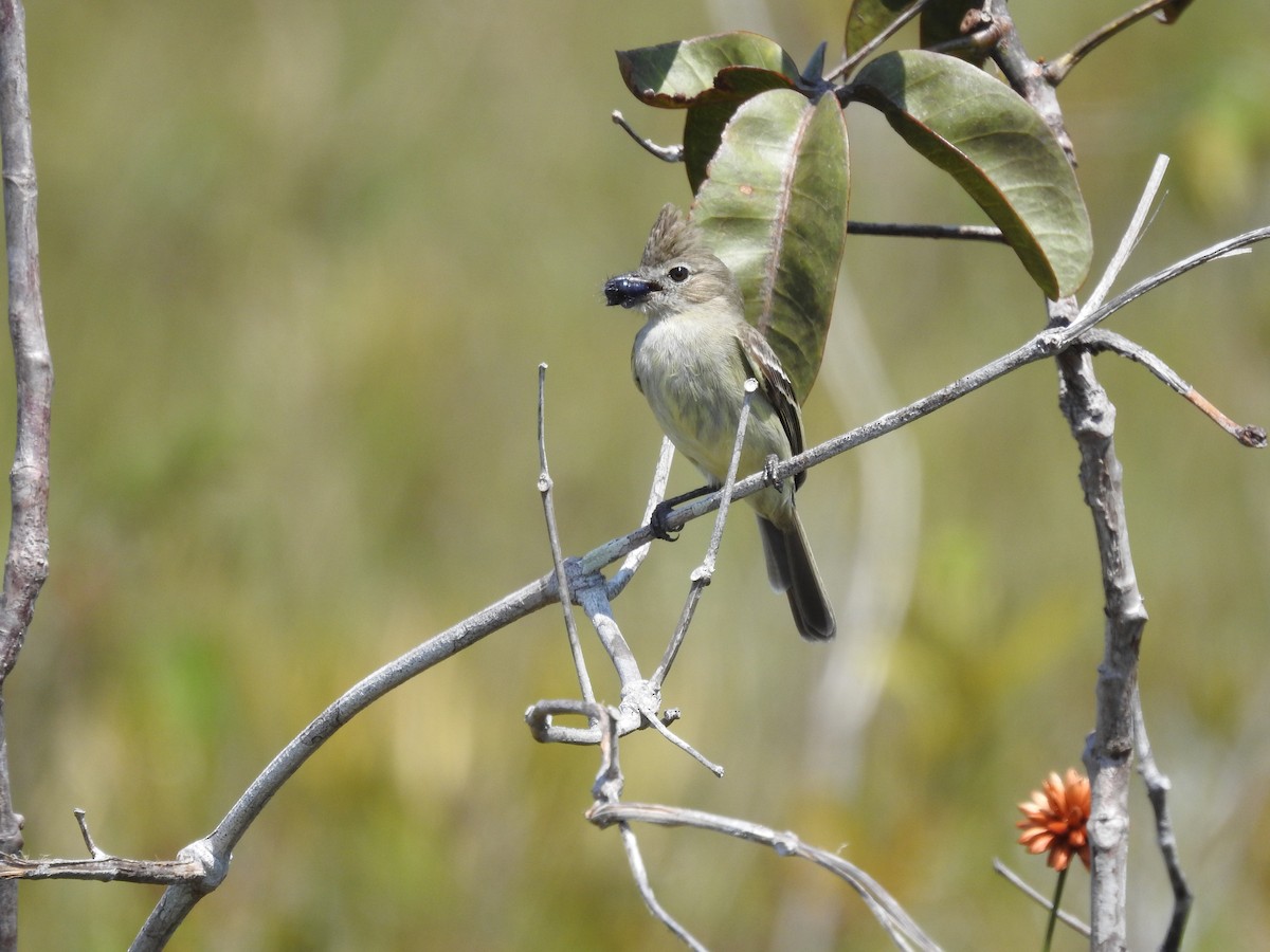 Plain-crested Elaenia - ML272482701