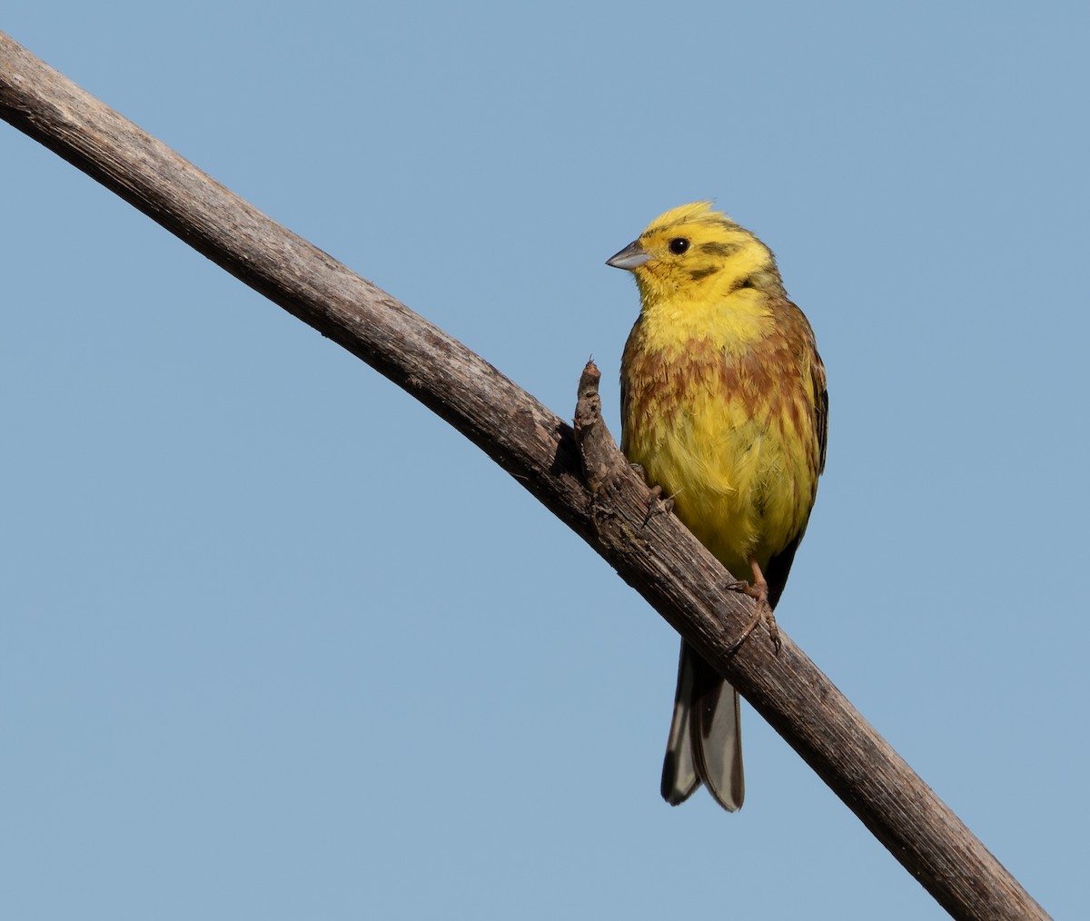 Yellowhammer - ML272482731