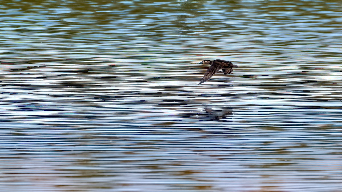 Surf Scoter - Ken Pitts