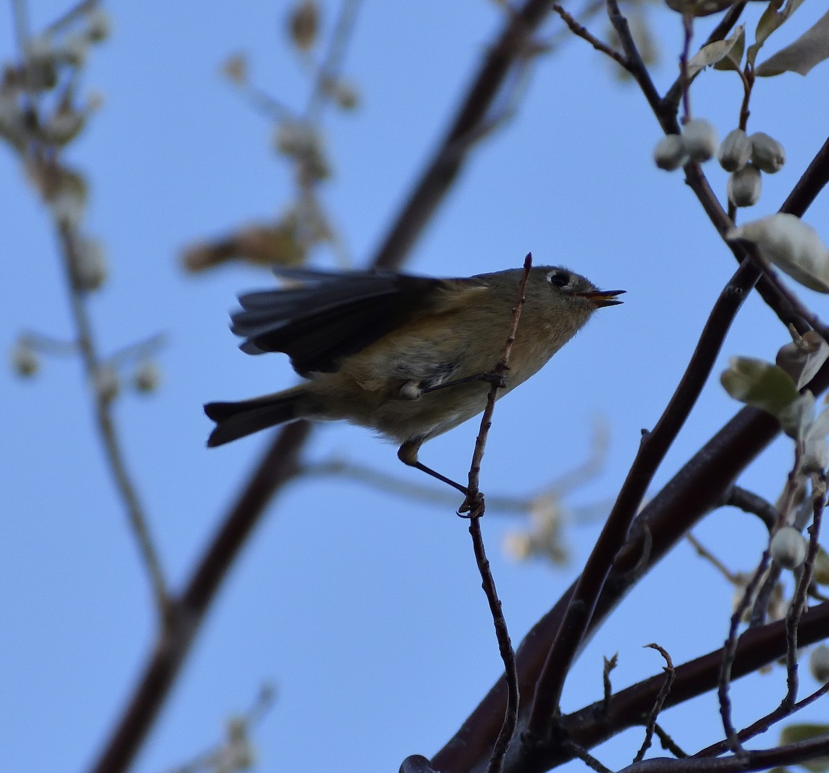 Ruby-crowned Kinglet - ML272483441