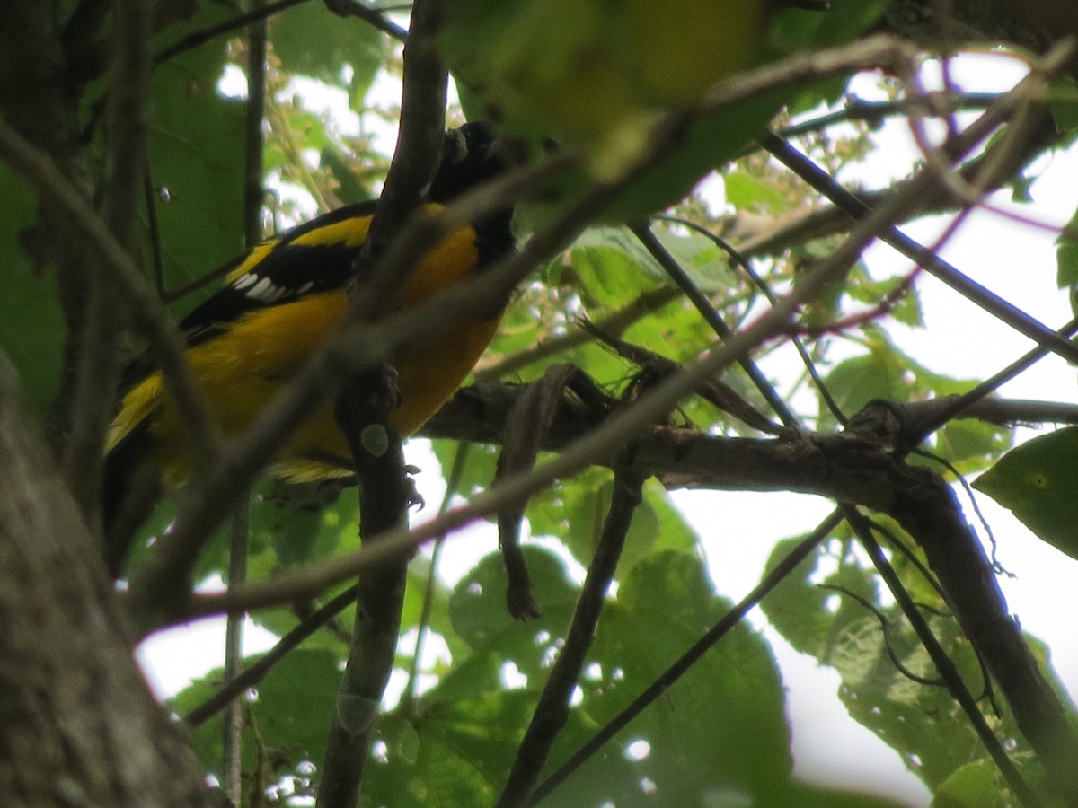 Bar-winged Oriole - ML272483771