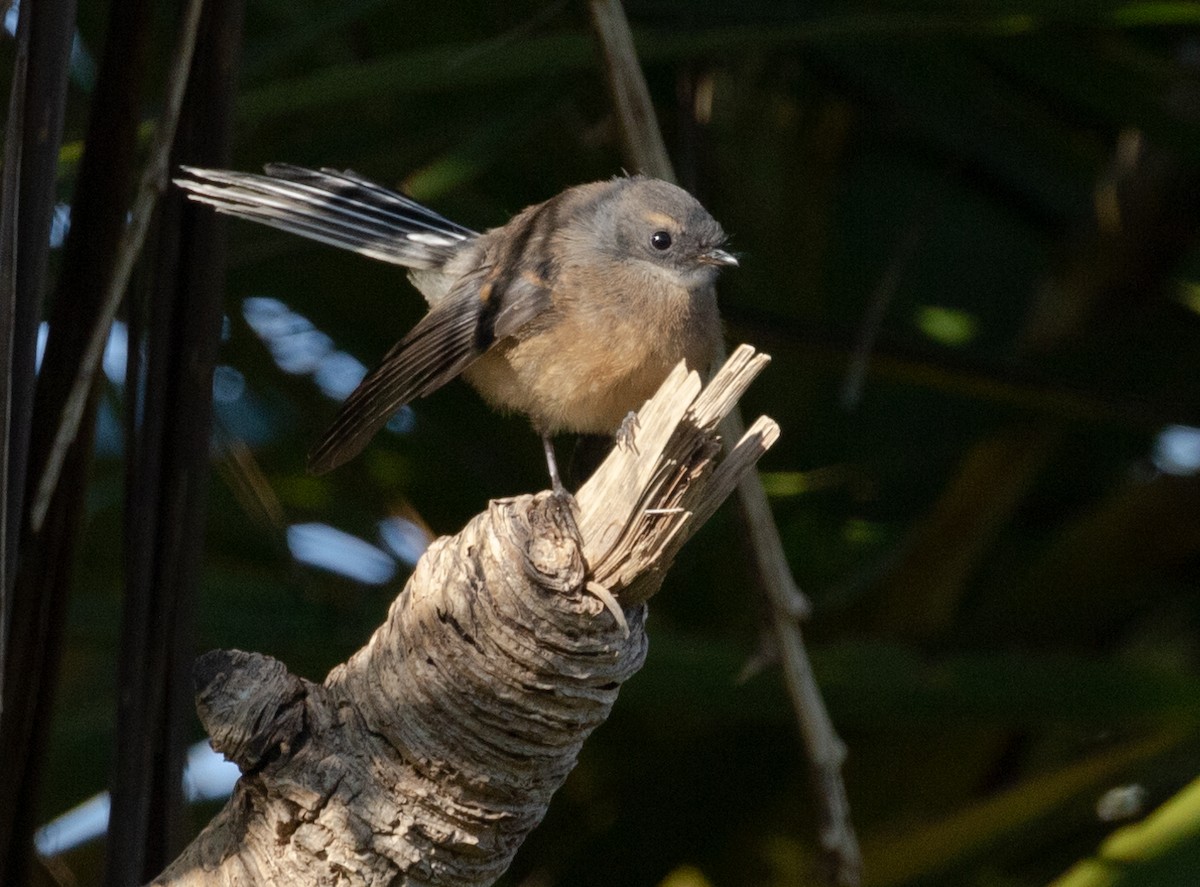 New Zealand Fantail - Mike Vincent