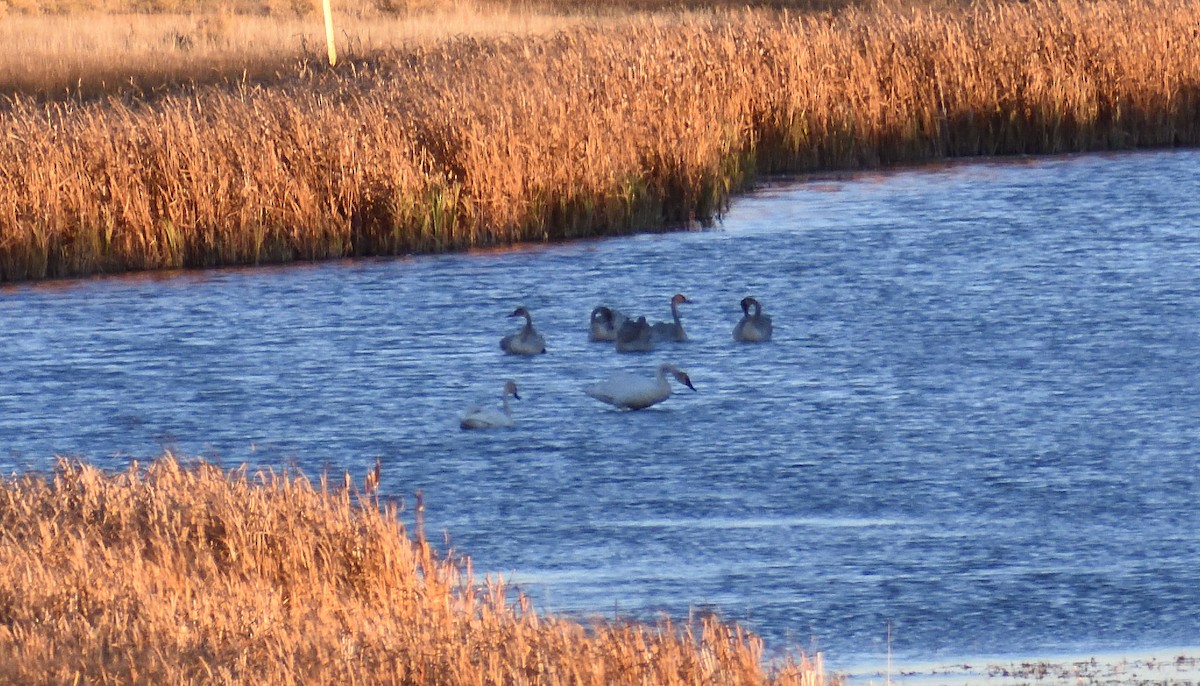 Trumpeter Swan - ML272484011