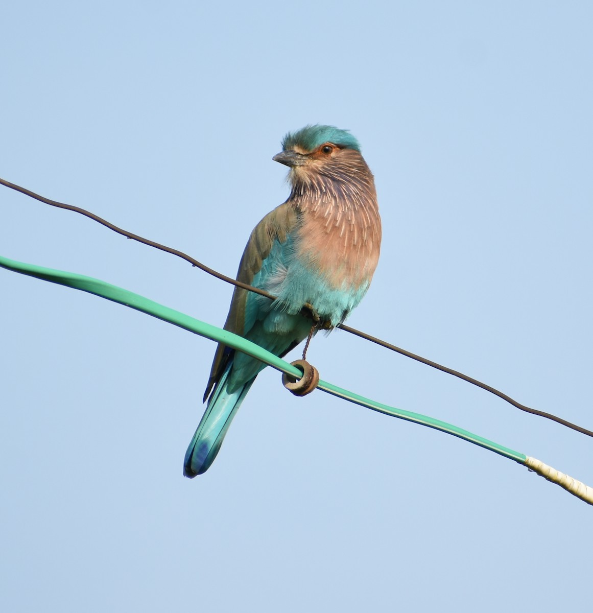 Indian Roller - ML272485281