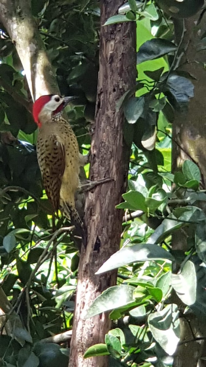 Spot-breasted Woodpecker - alcaravanes  gabo