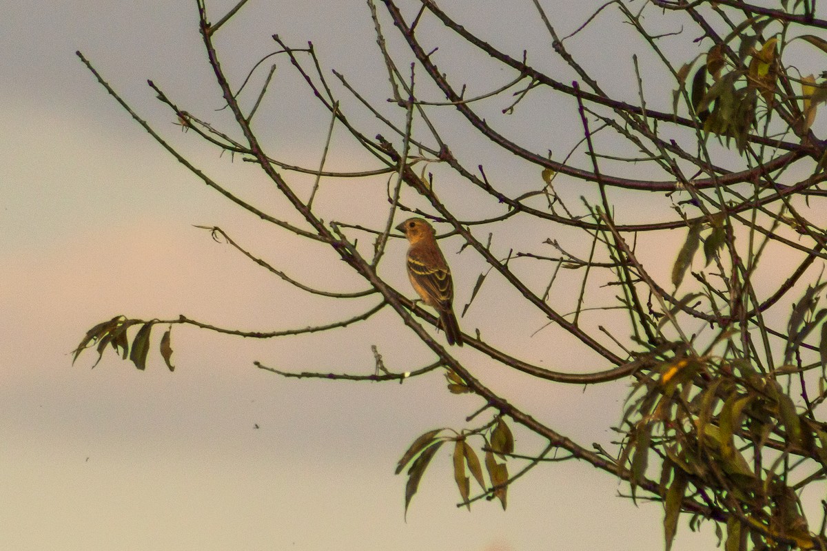 Morelet's/Cinnamon-rumped Seedeater - Erick Daniel Trujillo Castillo