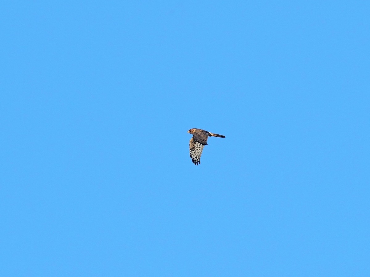 Northern Harrier - ML272487991