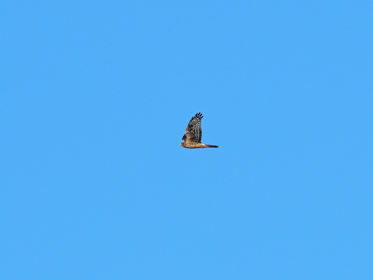 Northern Harrier - ML272488001