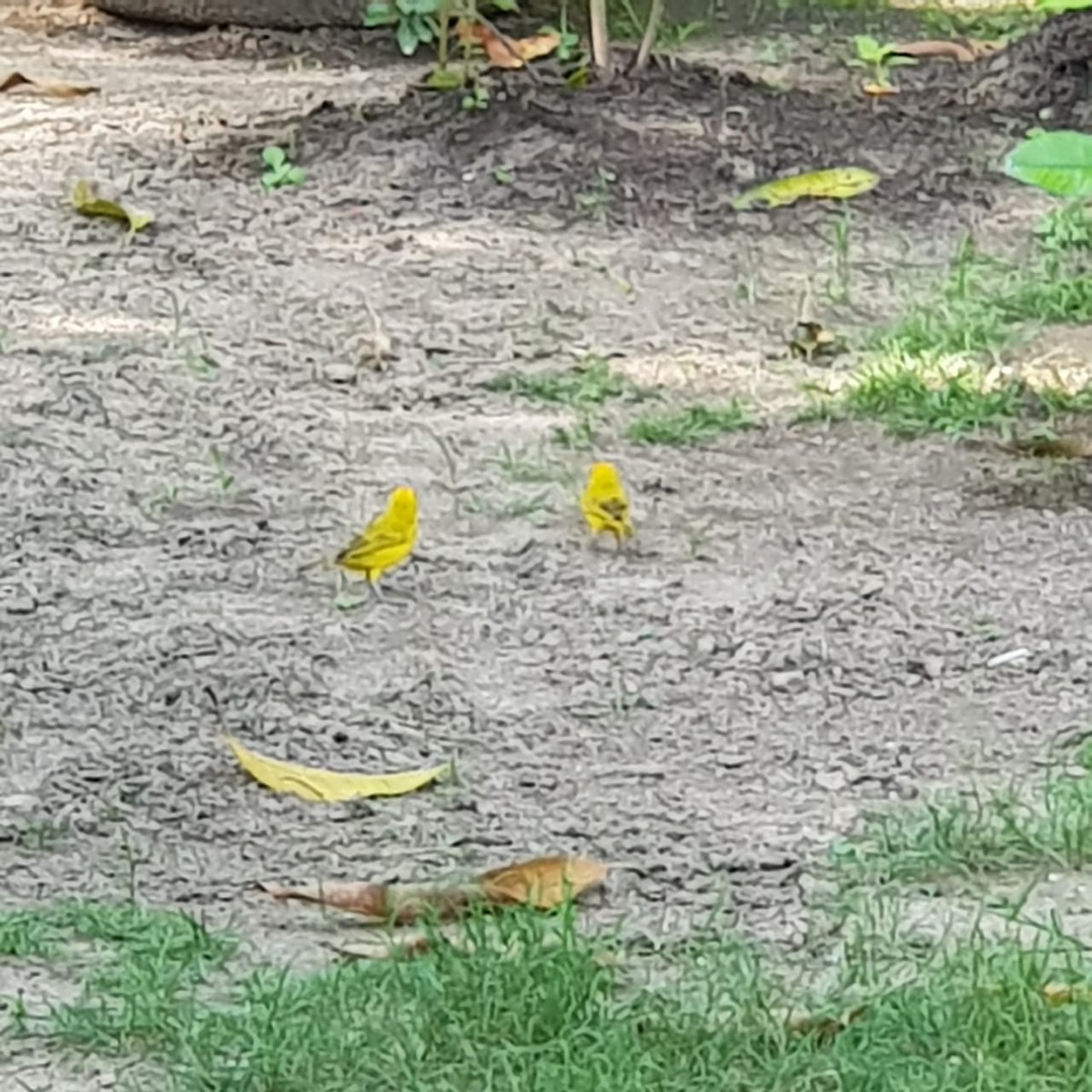 Yellow Warbler - alcaravanes  gabo