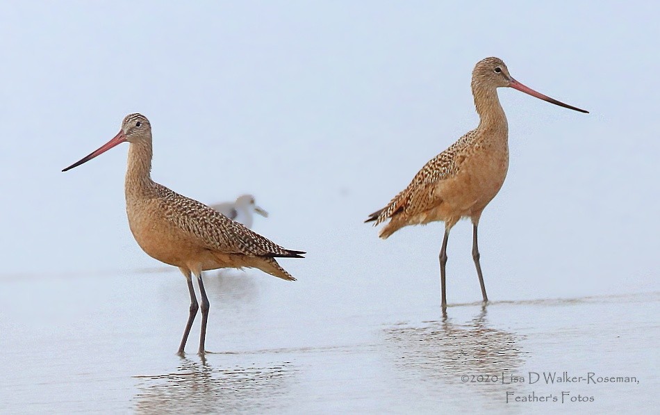 Marbled Godwit - ML272489291