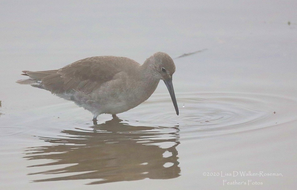 Willet - ML272489461