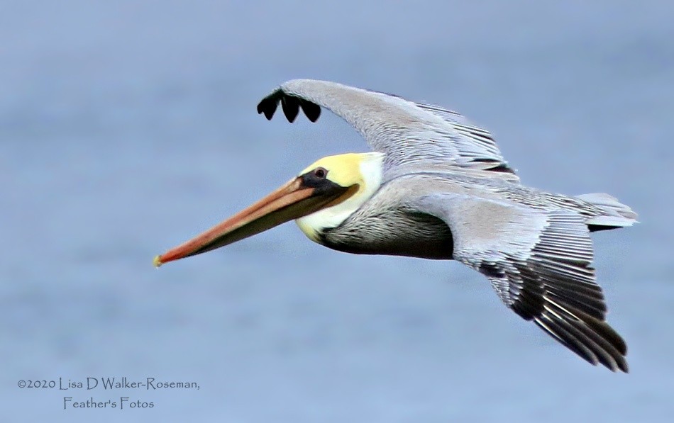 Brown Pelican - ML272489861