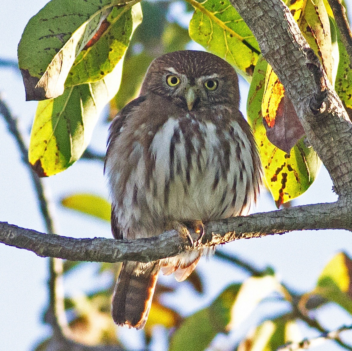 Ferruginous Pygmy-Owl - ML272491341