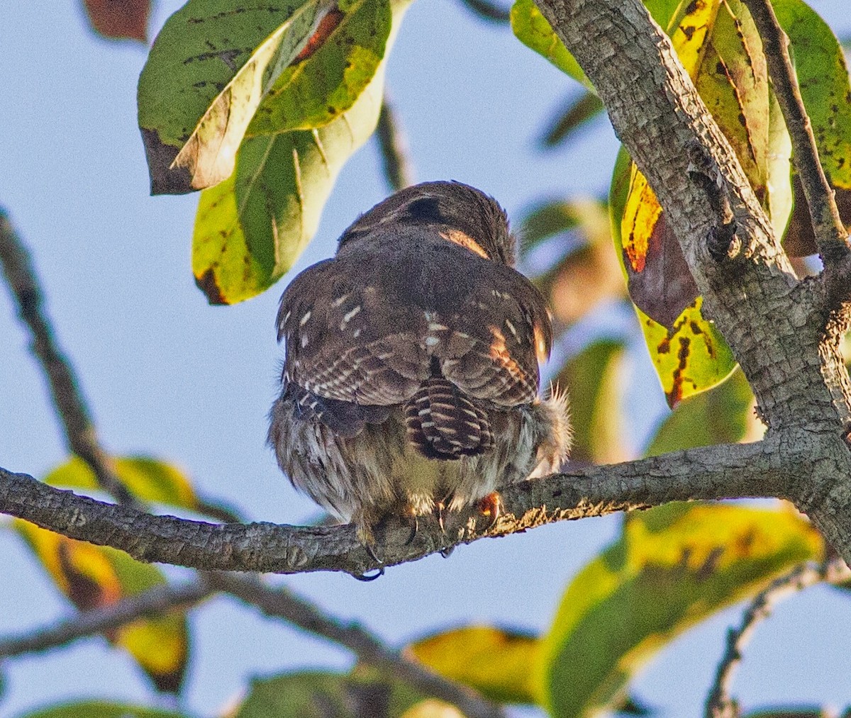 Ferruginous Pygmy-Owl - ML272491411