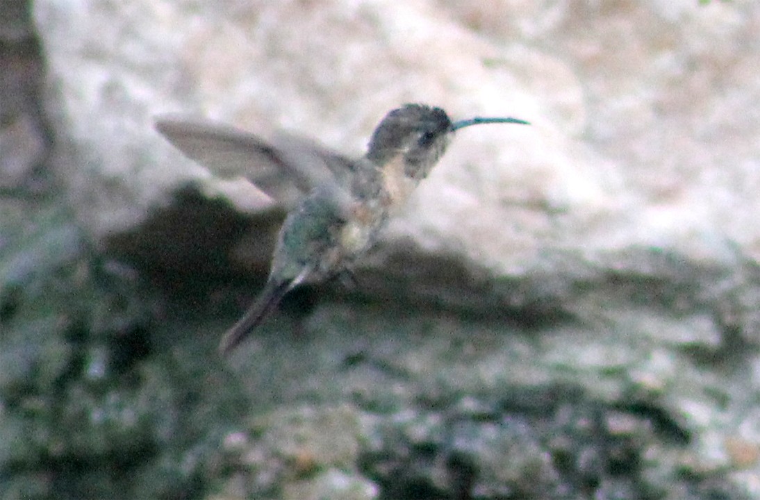 Purple-collared Woodstar - Diego Caiafa