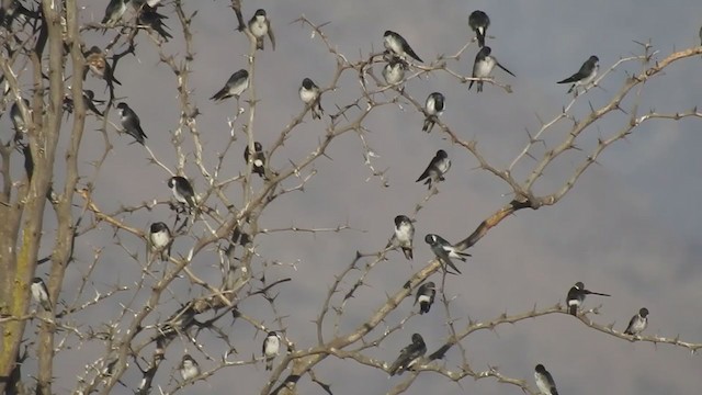 Chilean Swallow - ML272493181